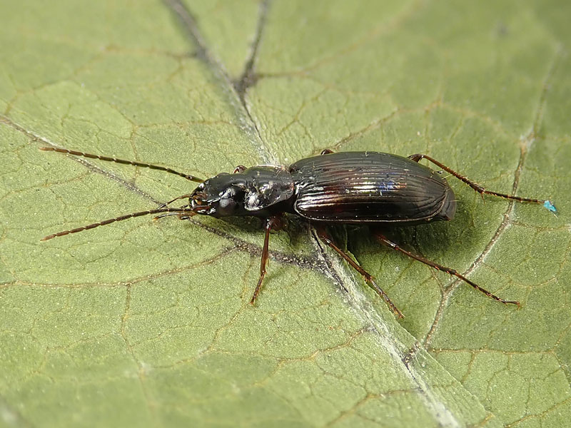 Carabidae da identificare